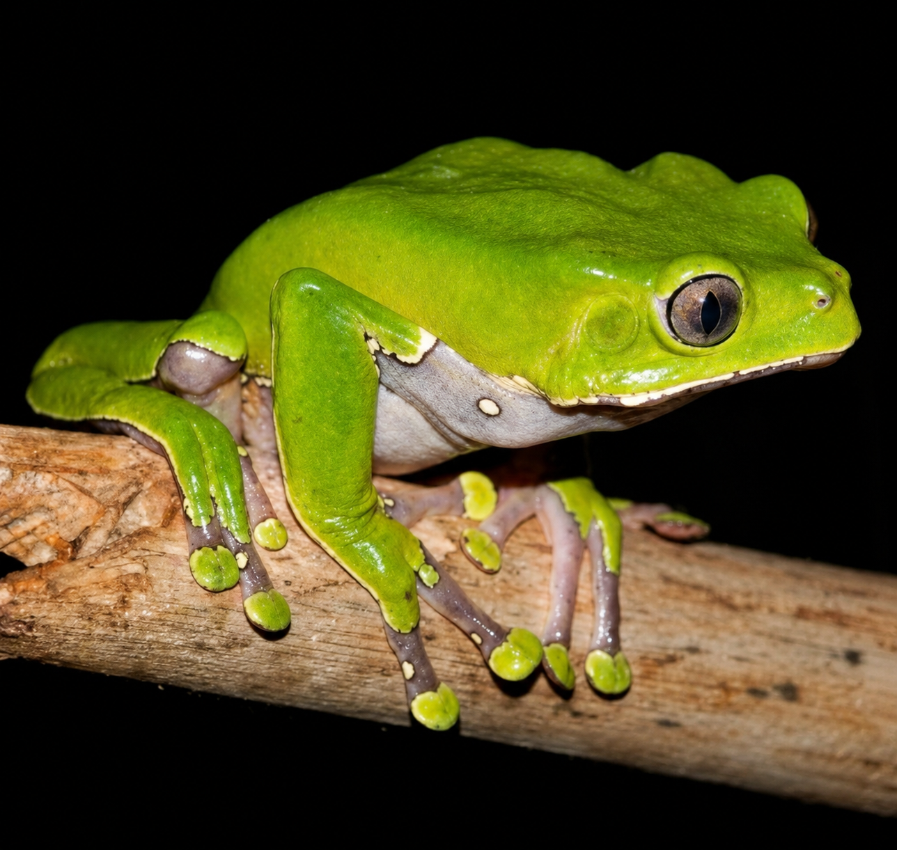 Phyllomedusa bicolor frog on a branch against a black background